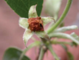 سوسک سرخرطومی سیب