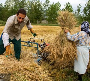منابع طبیعی مالچ (خاکپوش)