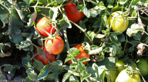 خسارت مگس مینوز به سبزیجات