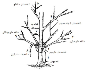 کدام شاخه های مرکبات باید هرس شوند؟