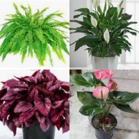 گیاهان آپارتمانی تصفیه کننده هوا