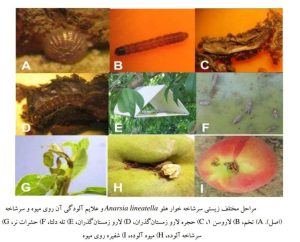 سرشاخه خوار هلو