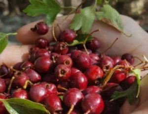 گیاهی مفید برای قلب