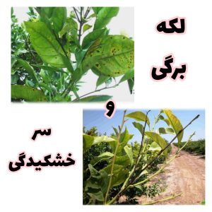 مبارزه با لکه برگی و سرخشکیدگی