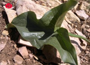 آشنایی با گیاه کاردین