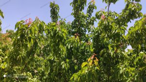 بازدید مهندس حجت دهقانی از باغ چنارسوخته؛ درختان پرثمر بادام، انجیر، گوجه سبز و…