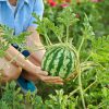کودهای مورد نیاز و میزان مصرف آن ها در زراعت هندوانه