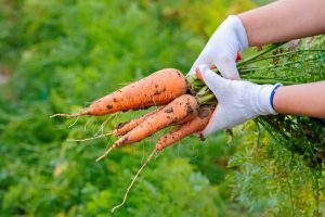 با آفات مهم هویج بیشتر آشنا شو!