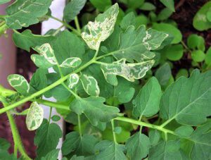 مگس مینوز سبزی و صیفی+روش های کنترل