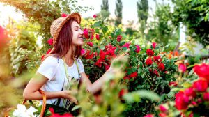 رز مینیاتوری؛ مناسب تمام فصول و دارای مقاومت بالا
