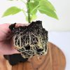 با این روش ها ریشه زایی گیاه را افزایش دهید